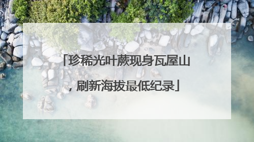 珍稀光叶蕨现身瓦屋山，刷新海拔最低纪录