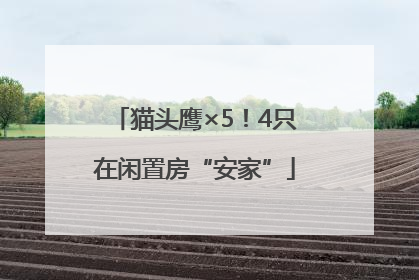 猫头鹰×5！4只在闲置房“安家”