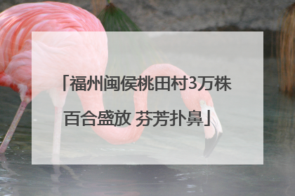 福州闽侯桃田村3万株百合盛放 芬芳扑鼻