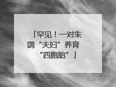 罕见！一对朱鹮“夫妇”养育“四胞胎”