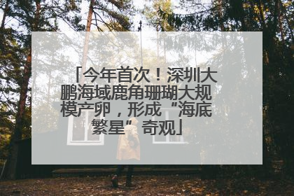 今年首次！深圳大鹏海域鹿角珊瑚大规模产卵，形成“海底繁星”奇观