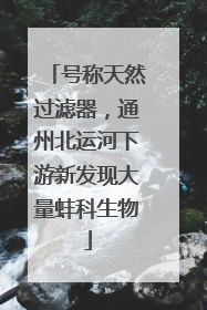 号称天然过滤器，通州北运河下游新发现大量蚌科生物