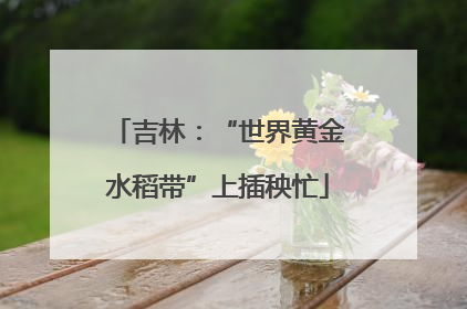 吉林：“世界黄金水稻带”上插秧忙