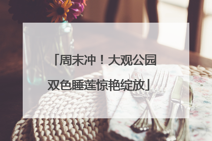 周末冲！大观公园双色睡莲惊艳绽放