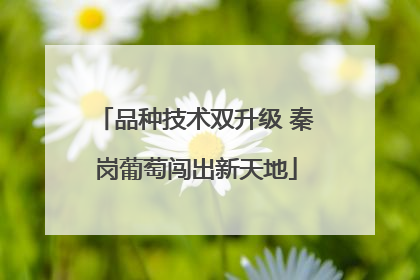 品种技术双升级 秦岗葡萄闯出新天地