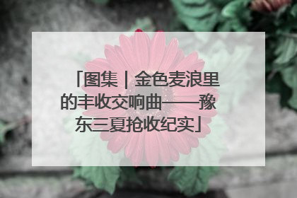 图集｜金色麦浪里的丰收交响曲——豫东三夏抢收纪实