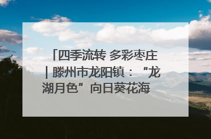 四季流转 多彩枣庄｜滕州市龙阳镇：“龙湖月色”向日葵花海 绘就乡村振兴新画卷