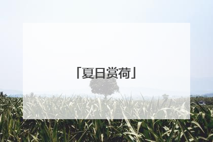 夏日赏荷