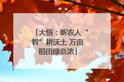 大悟：新农人“智”耕沃土 万亩稻田绿意浓
