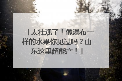 太壮观了！像瀑布一样的水果你见过吗？山东这里超能产！