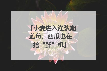 小麦进入灌浆期 蓝莓、西瓜也在抢“鲜”机