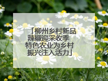 柳州乡村新品辣椒迎采收季 特色农业为乡村振兴注入活力