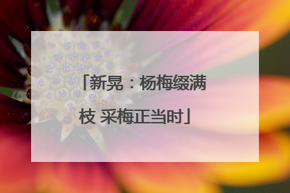 新晃：杨梅缀满枝 采梅正当时
