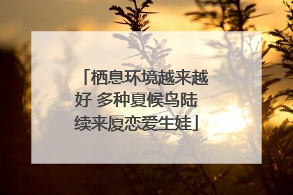 栖息环境越来越好 多种夏候鸟陆续来厦恋爱生娃