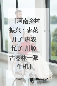 河南乡村振兴：枣花开了 枣农忙了 川塬古枣林一派生机
