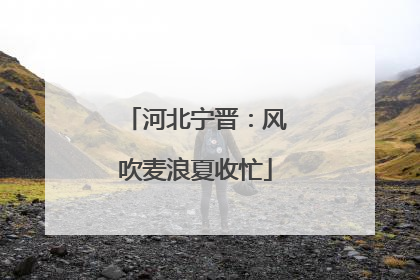 河北宁晋：风吹麦浪夏收忙