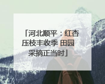 河北顺平：红杏压枝丰收季 田园采摘正当时