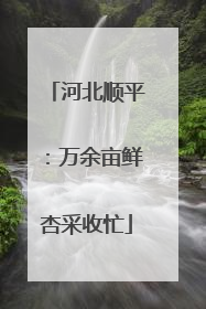 河北顺平：万余亩鲜杏采收忙