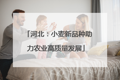 河北：小麦新品种助力农业高质量发展