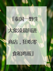 泰国一野生大象凌晨闯进商店，狂吃零食和鸡蛋