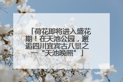 荷花即将进入盛花期！在天池公园，邂逅四川宜宾古八景之一“天池晚照”