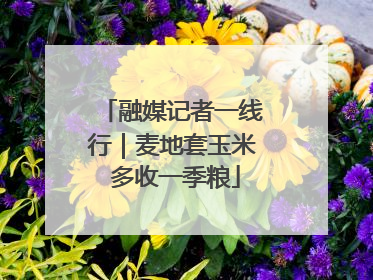 融媒记者一线行｜麦地套玉米 多收一季粮