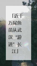近千万尾鱼苗从武汉“游进”长江