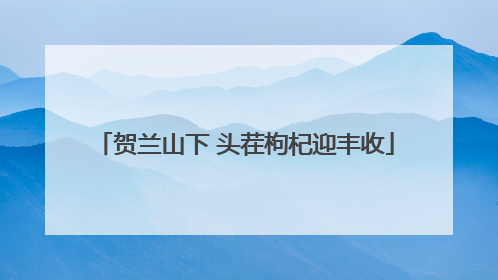 贺兰山下 头茬枸杞迎丰收