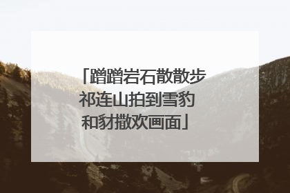 蹭蹭岩石散散步 祁连山拍到雪豹和豺撒欢画面