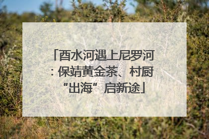 酉水河遇上尼罗河：保靖黄金茶、村厨“出海”启新途