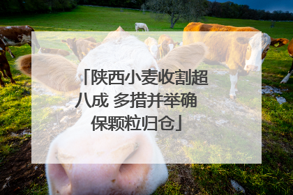 陕西小麦收割超八成 多措并举确保颗粒归仓
