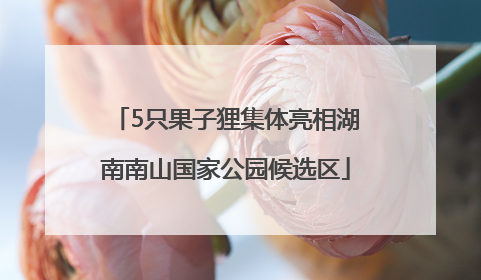 5只果子狸集体亮相湖南南山国家公园候选区