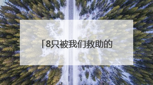 8只被我们救助的鸟儿，重回蓝天
